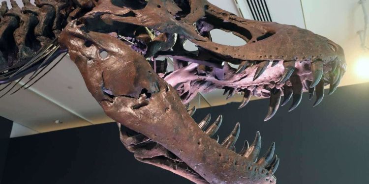 Qui est le plus fort entre un T-rex et un Spinosaure ?