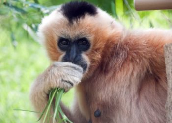 Quel est l'animal le plus rare ?