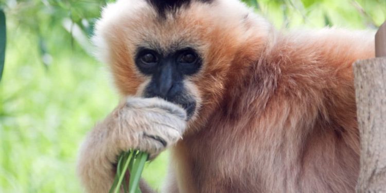 Quel est l'animal le plus rare ?