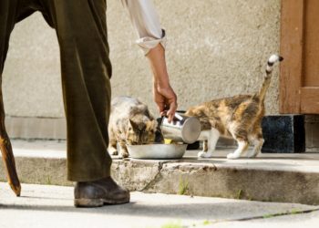 Qui doit nourrir les chats errants ?