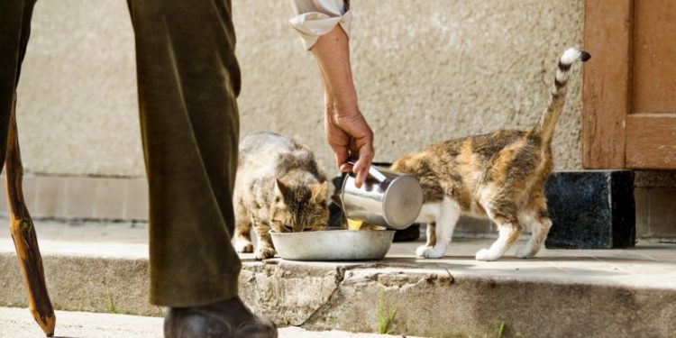 Qui doit nourrir les chats errants ?