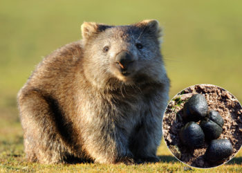 Quel est le seul animal qui fait des crottes carrées ?