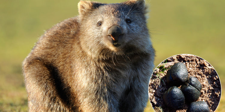 Quel est le seul animal qui fait des crottes carrées ?