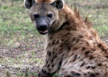 Quel animal fait partie des canidés ?