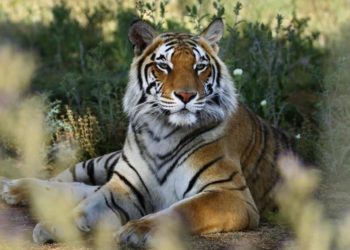 Quel sont les predateurs du tigre ?