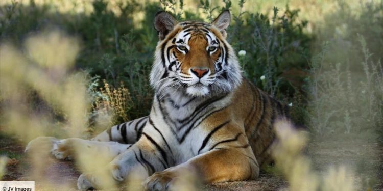 Quel sont les predateurs du tigre ?