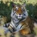 Quel sont les predateurs du tigre ?