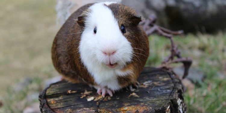 Quel est le plus gros cochon d'Inde ?