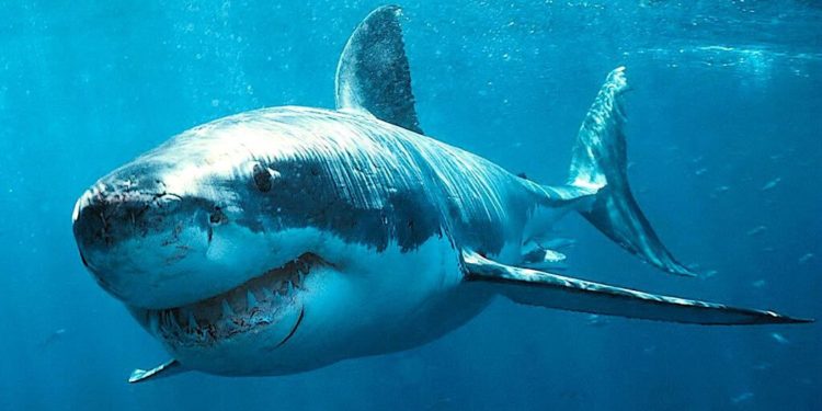 Est-ce que le requin est un animal ?