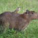 Pourquoi le capybara ?