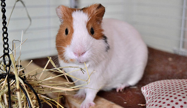 Quel est le prix d'un cochon d'Inde ?