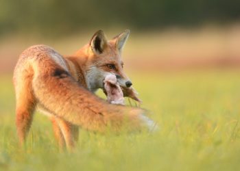 Quel végétaux mange le renard ?