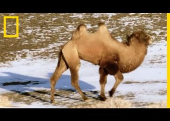 Comment s'appelle le petit de l'éléphant de mer ?