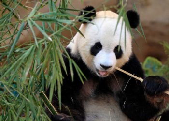 Qui mange le bambou ?