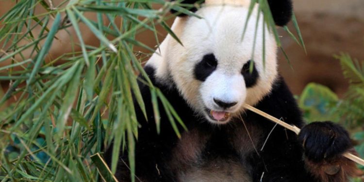 Qui mange le bambou ?