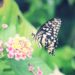 Qu'est-ce que mange un papillons de nuit ?