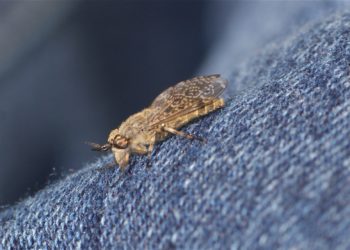 Quel est le prédateur du taon ?