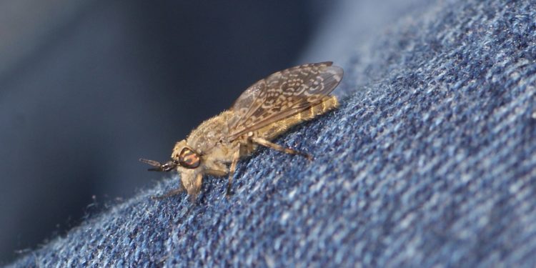 Quel est le prédateur du taon ?