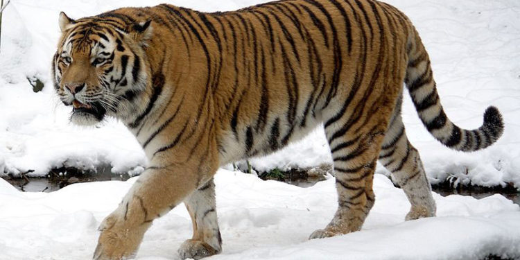 Comment sauver le tigre de Sibérie ?