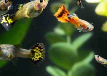 Comment éviter la surpopulation de Guppy ?
