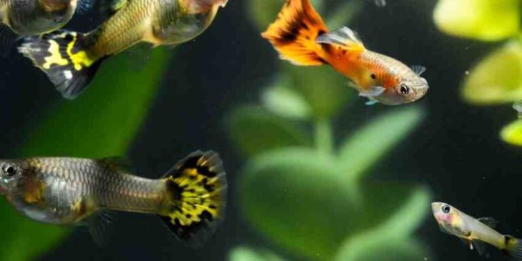 Comment éviter la surpopulation de Guppy ?