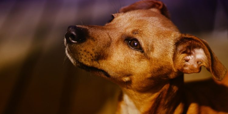 Quel est le problème d'un chien Coprophage ?