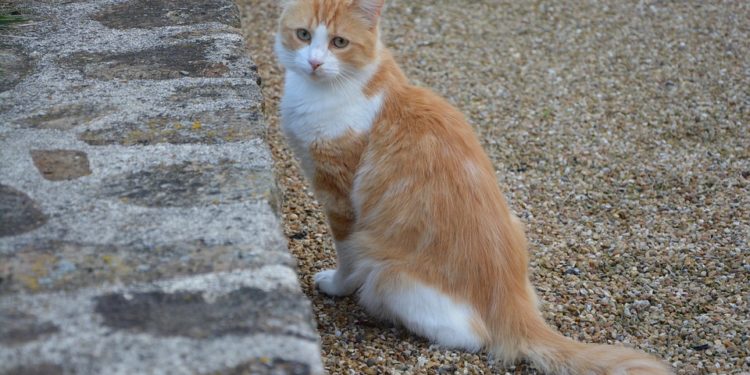 Comment savoir si un animal est un mammifère ?