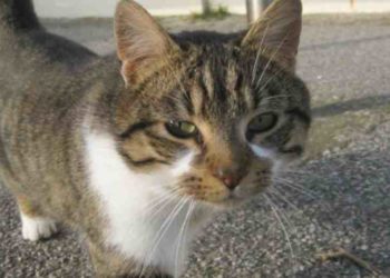 Est-il interdit de donner à manger aux chats errants ?