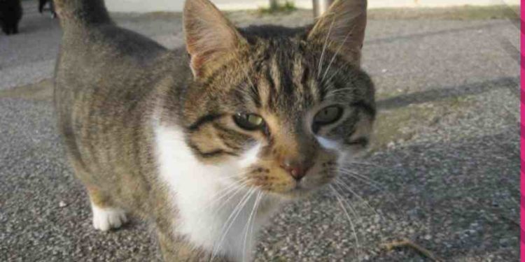 Est-il interdit de donner à manger aux chats errants ?