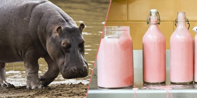 Pourquoi le lait de l'hippopotame est rose ?