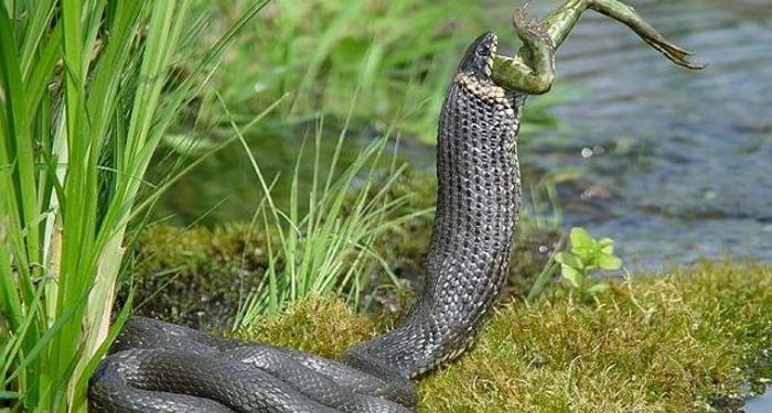 Quel est l'animal qui tue les serpents ?