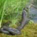 Quel est l'animal qui tue les serpents ?