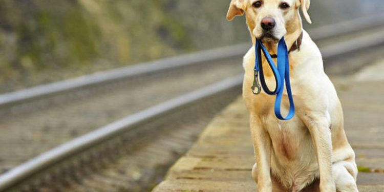 Qui appeler quand on trouve un animal mort sur la route ?