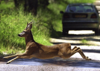 Qui appeler pour animal sur la route ?
