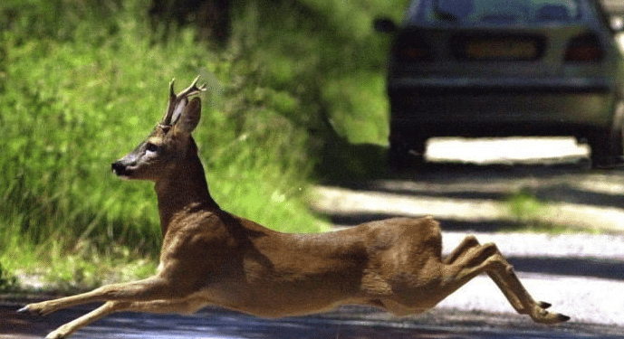 Qui appeler pour animal sur la route ?