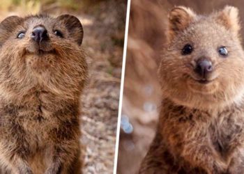 Quels sont les animaux les plus mignons du monde ?