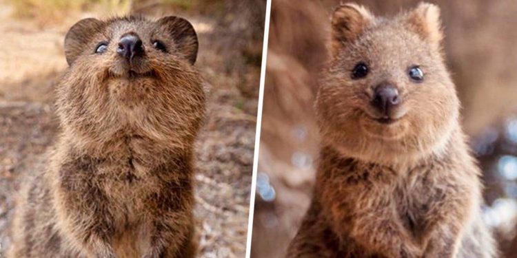 Quels sont les animaux les plus mignons du monde ?