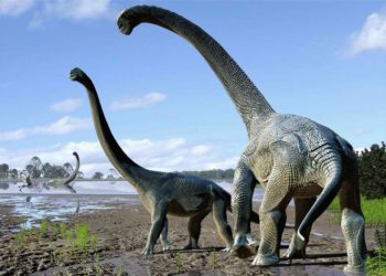 Comment s'appelle le dinosaure à long cou ?
