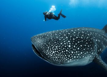 Est-ce que les requins mangent les baleines ?