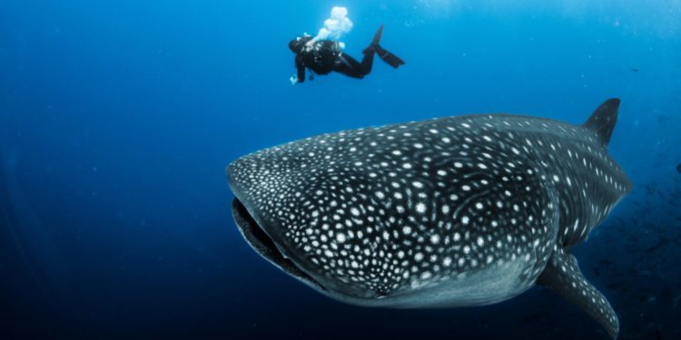 Est-ce que les requins mangent les baleines ?