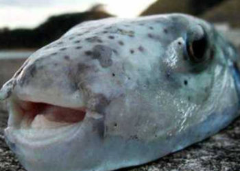 Qui a découvert le lapin ?