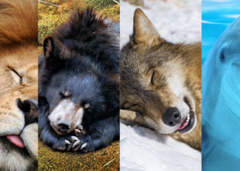 Quel genre d'animal est le loup ?