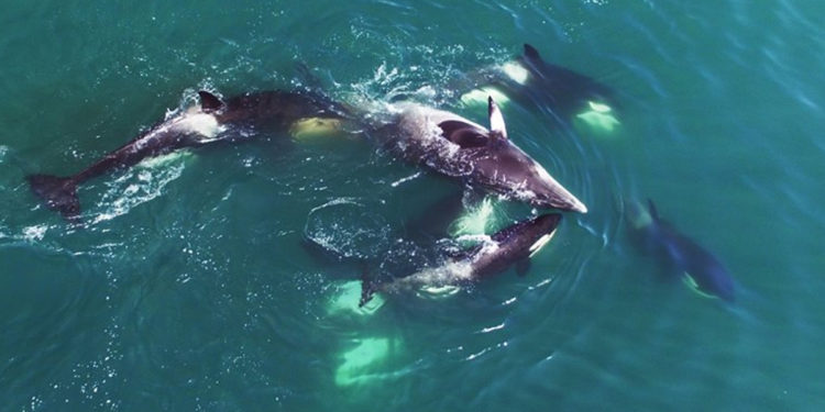 Quelle est la proie favorite de la baleine bleue ?