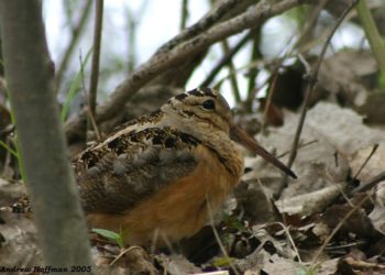 Qui est le plus lent entre l'escargot et la tortue ?
