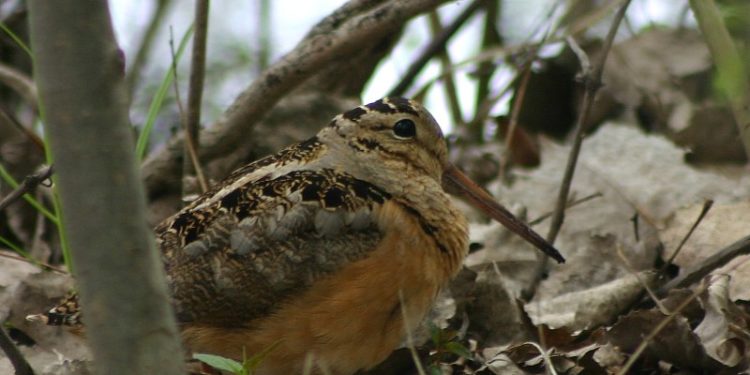 Qui est le plus lent entre l'escargot et la tortue ?