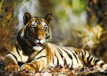 Quels animaux vivent en Afrique ?