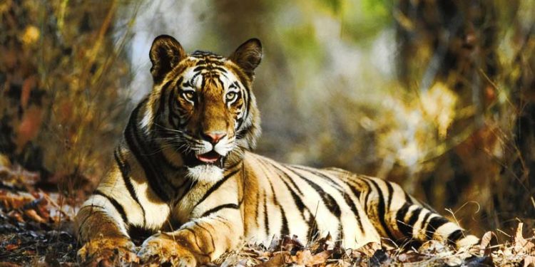 Quels animaux vivent en Afrique ?