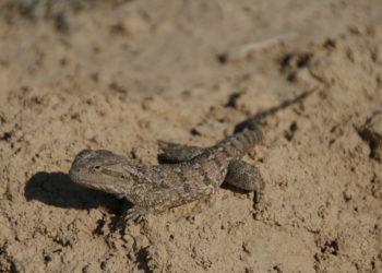 Comment font les animaux du désert pour boire de l'eau ?