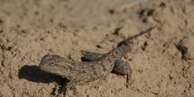 Comment font les animaux du désert pour boire de l'eau ?