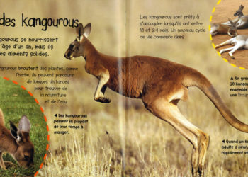 Où vivent les pingouins ?